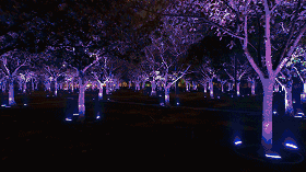 文创灯光秀新技能,没见过这么浪漫的树阵灯光秀