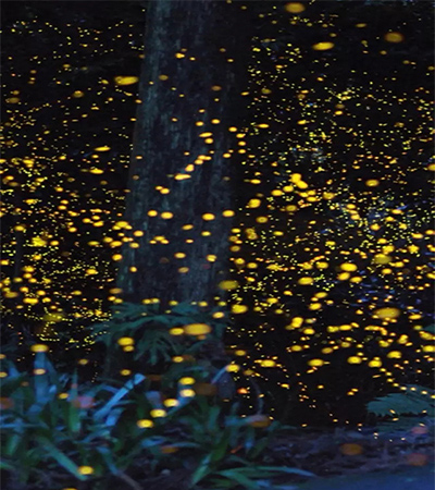 萤火星空互动装置四川蓝狐照明仿生萤火灯越夜美丽